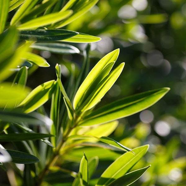 Elcarim Fresh Air Synergy Oil