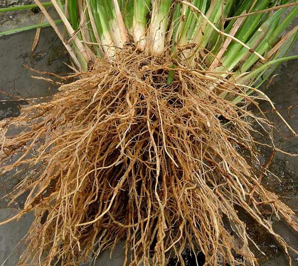 Elcarim Vertiver Essential Oil (Chrysopogon Zizanioides)