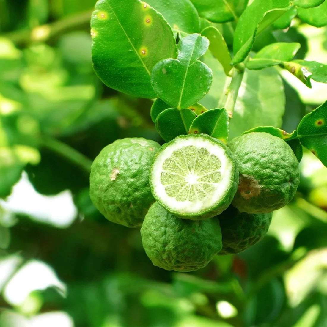 Elcarim Bergamot Essential Oil (Citrus bergamia)
