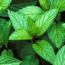 Elcarim Peppermint Essential Oil (Mentha piperita)