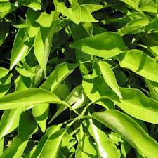 Elcarim Petitgrain Essential Oil (Citrus aurantium)