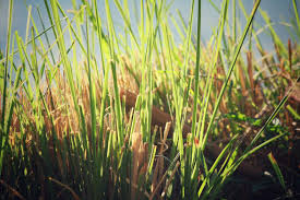 Elcarim Vertiver Essential Oil (Chrysopogon Zizanioides)