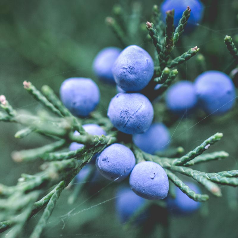 Elcarim Juniper Essential Oil (Juniperus communis L)
