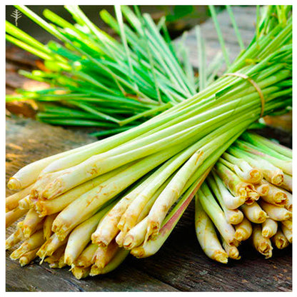 Elcarim Lemongrass Essential Oil (cymbopogon citratus)