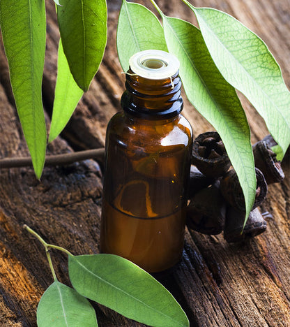 Elcarim Eucalyptus Essential Oil (Eucalyptus globulus)