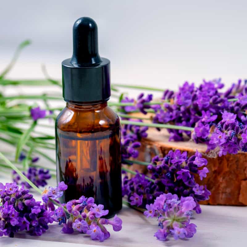 Elcarim Lavender Essential Oil (Lavandula angustifolia)