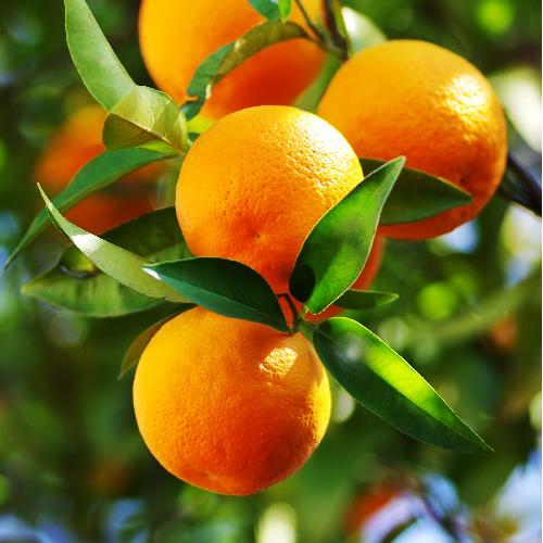 Elcarim Sweet Orange Essential Oil (Citrus sinensis)