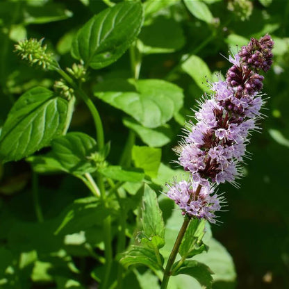 Elcarim Patchouli Essential Oil (Pogostemon cablin)