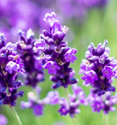 Elcarim Lavender Essential Oil (Lavandula angustifolia)
