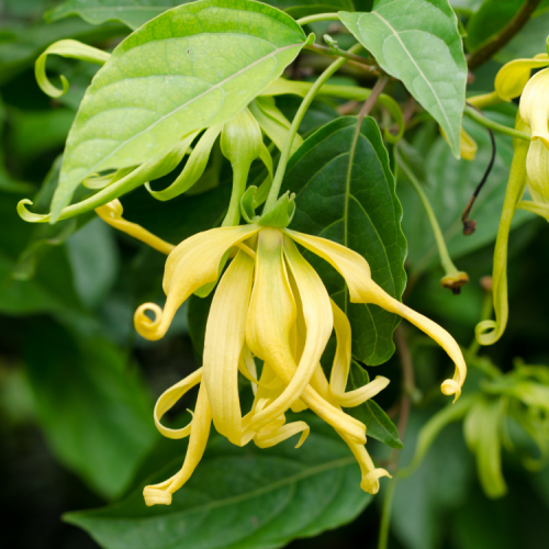 Elcarim Ylang Ylang Essential Oil (Cananga odorata)