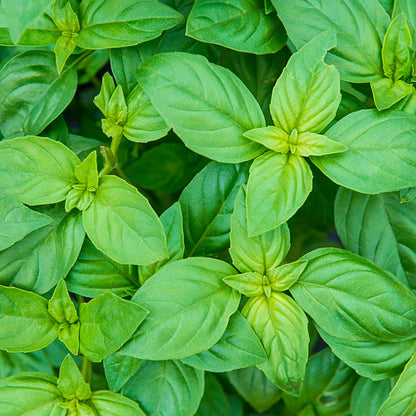 Elcarim Basil Essential Oil (Ocimum basilicum)