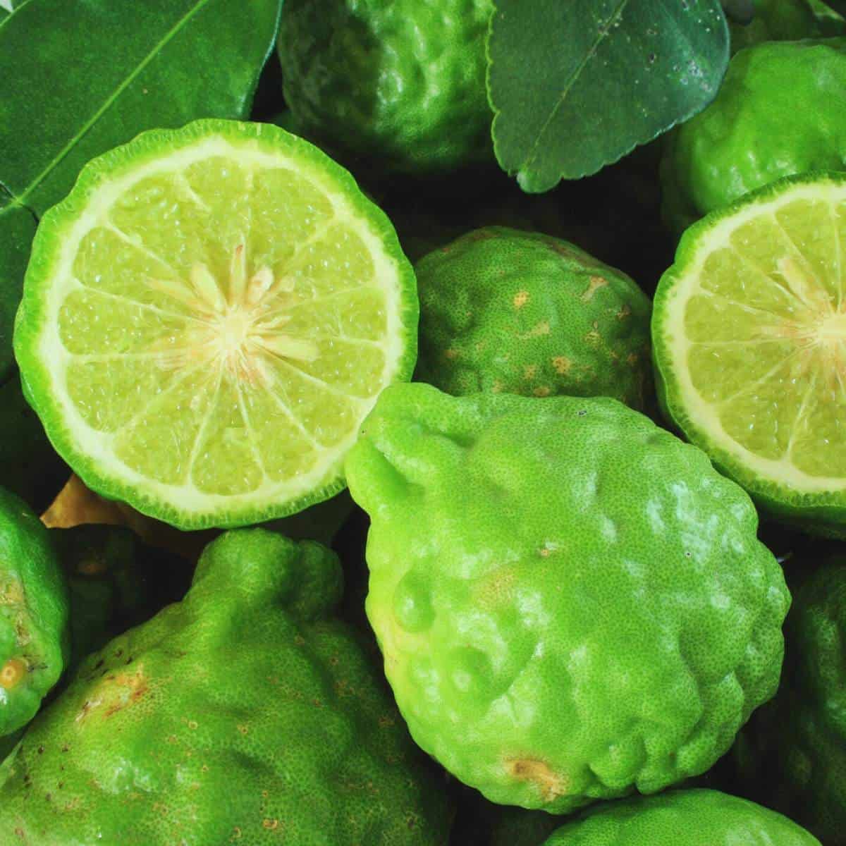 Elcarim Bergamot Essential Oil (Citrus bergamia)