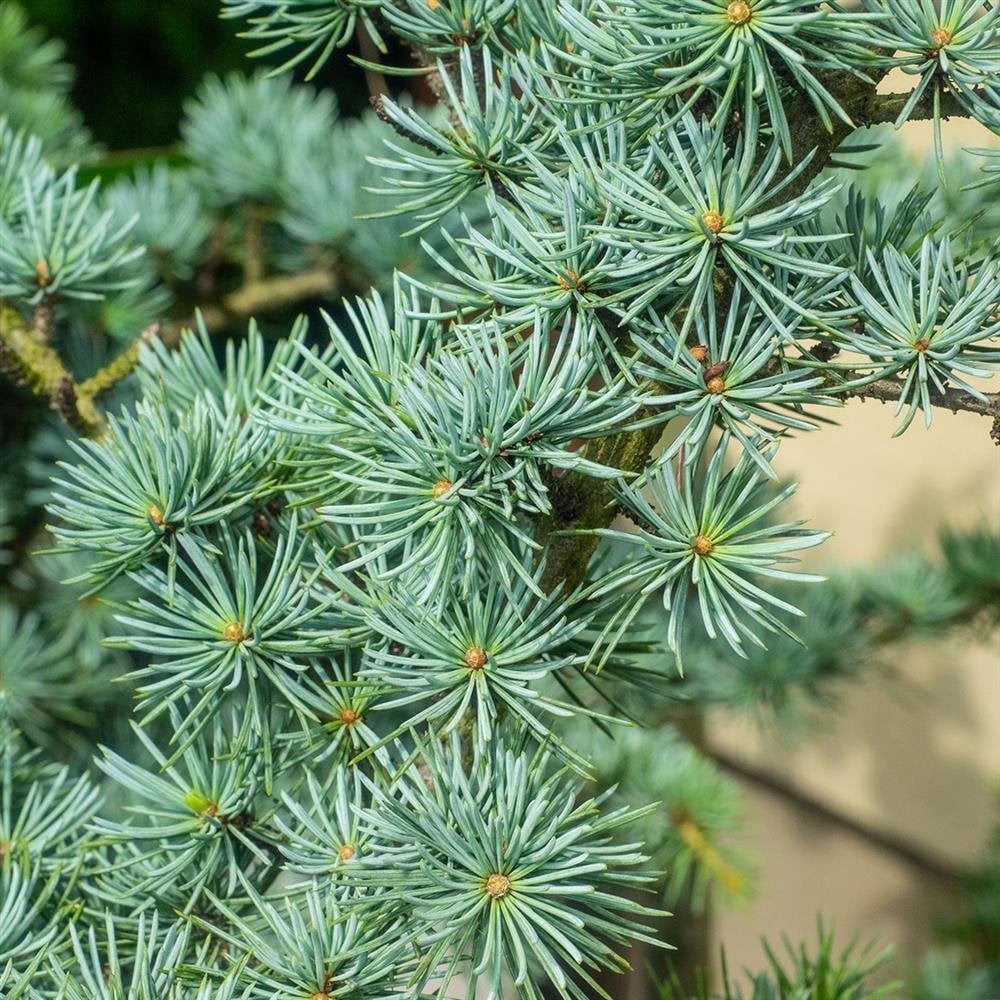 Elcarim Cedarwood Atlas Essential Oil (Cedrus atlantica)