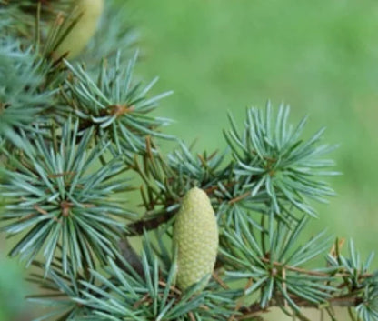Elcarim Cedarwood Atlas Essential Oil (Cedrus atlantica)
