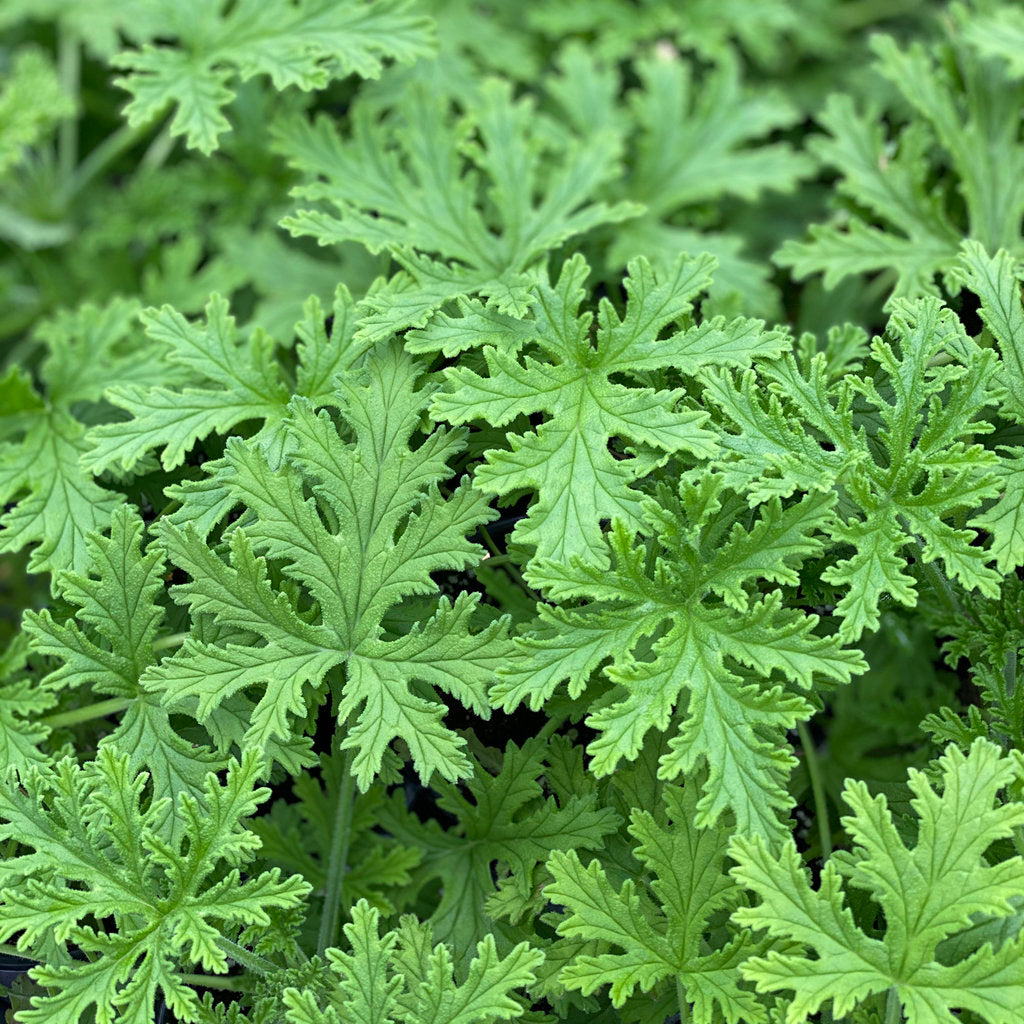Elcarim Citronella Essential Oil (Cymbopogon nardus)