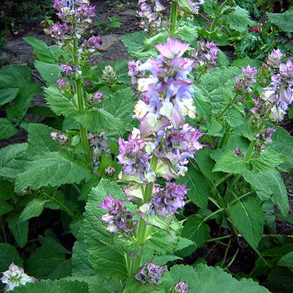 Elcarim Clary Sage Essential Oil (Salvia sclarea)