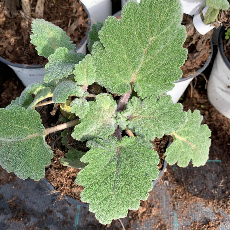 Elcarim Clary Sage Essential Oil (Salvia sclarea)