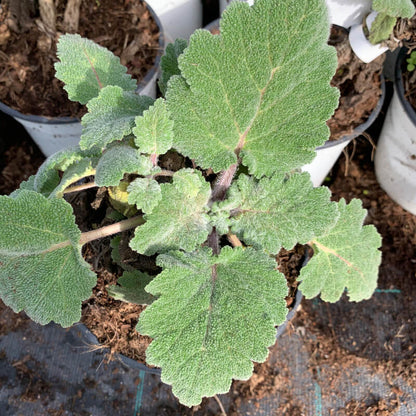 Elcarim Clary Sage Essential Oil (Salvia sclarea)