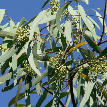 Elcarim Eucalyptus Essential Oil (Eucalyptus globulus)