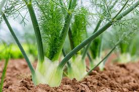 Elcarim Fennel Essential Oil (Foeniculum vulgare)