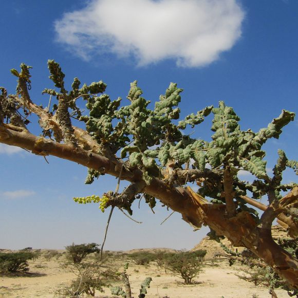 Elcarim Frankincense Essential Oil (Boswellia carterii)