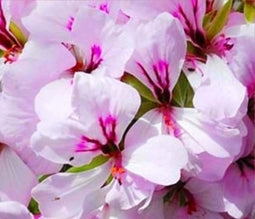 Elcarim Harmony Synergy Oil