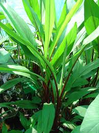 Elcarim Ginger Essential Oil (Zingiber officinale Rosc)