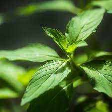 Elcarim Hakka Essential Oil (Mentha arvensis)