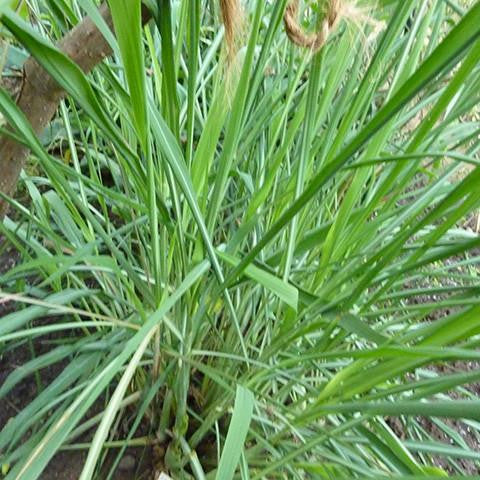 Elcarim Palmarosa Essential Oil (Cymbopogon martinii)