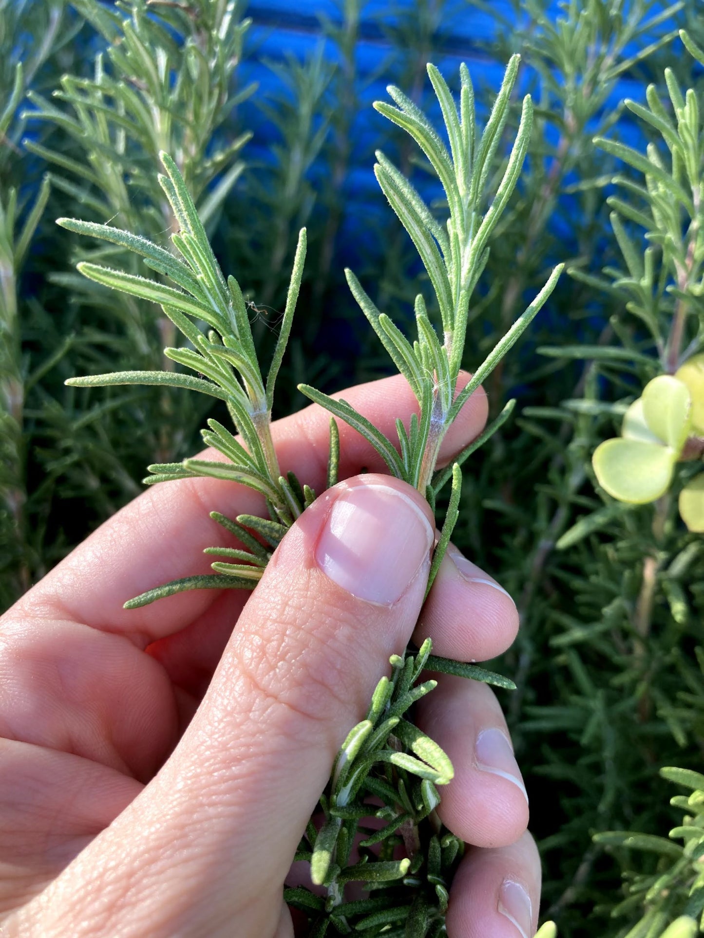 Elcarim Rosemary Essential Oil (Rosmarinus officinalis L.)
