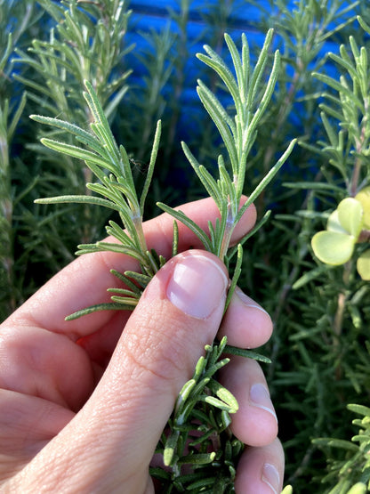 Elcarim Rosemary Essential Oil (Rosmarinus officinalis L.)
