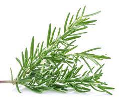 Elcarim Rosemary Essential Oil (Rosmarinus officinalis L.)