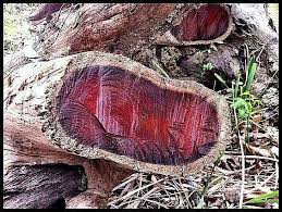 Elcarim Rosewood Essential Oil (Aniba rosaeodora)